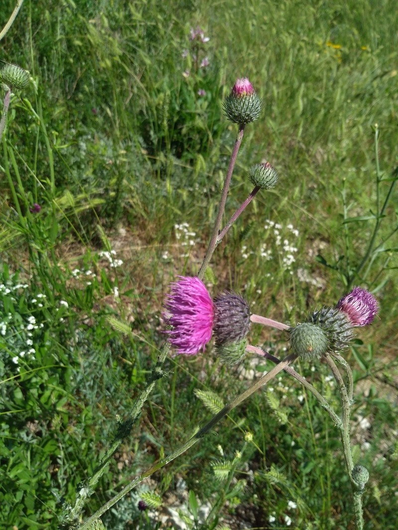 Carduus seminudus photo 2