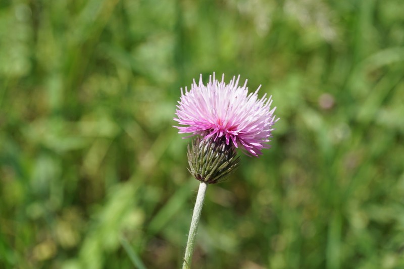 Carduus seminudus photo 3
