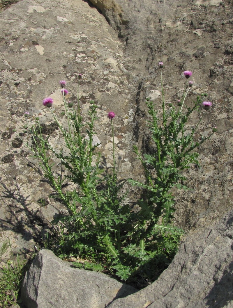 Carduus seminudus photo 5