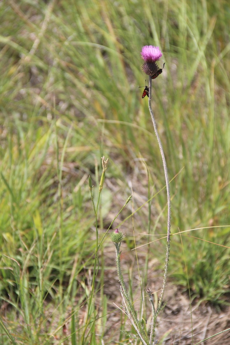 Carduus seminudus photo 7