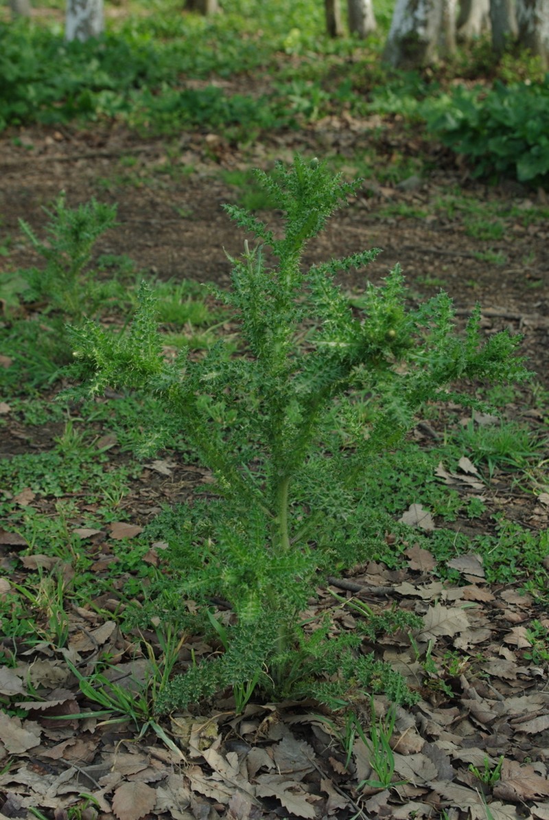 Carduus seminudus photo 8