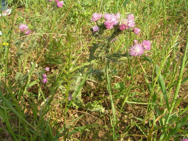 Carduus spachianus