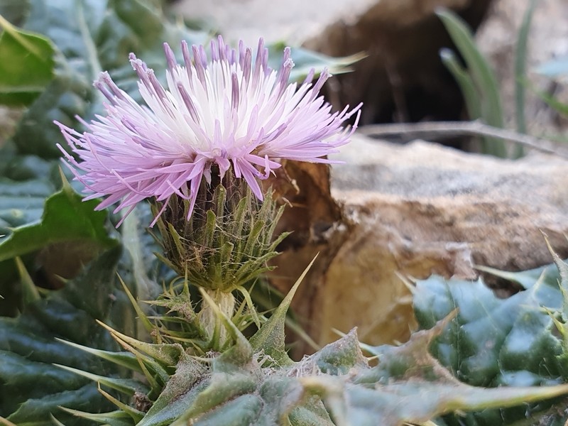 Carduus spachianus photo 2