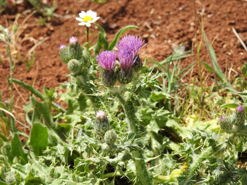 Carduus spachianus photo 3
