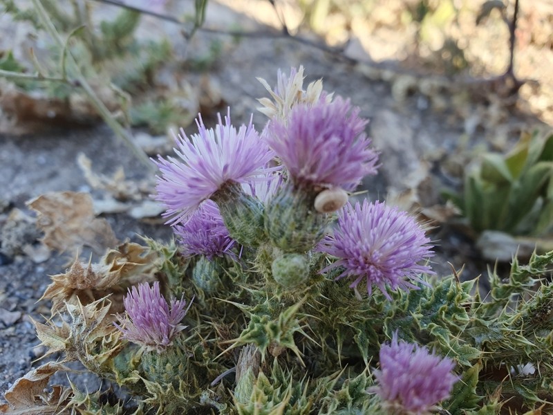 Carduus spachianus photo 4