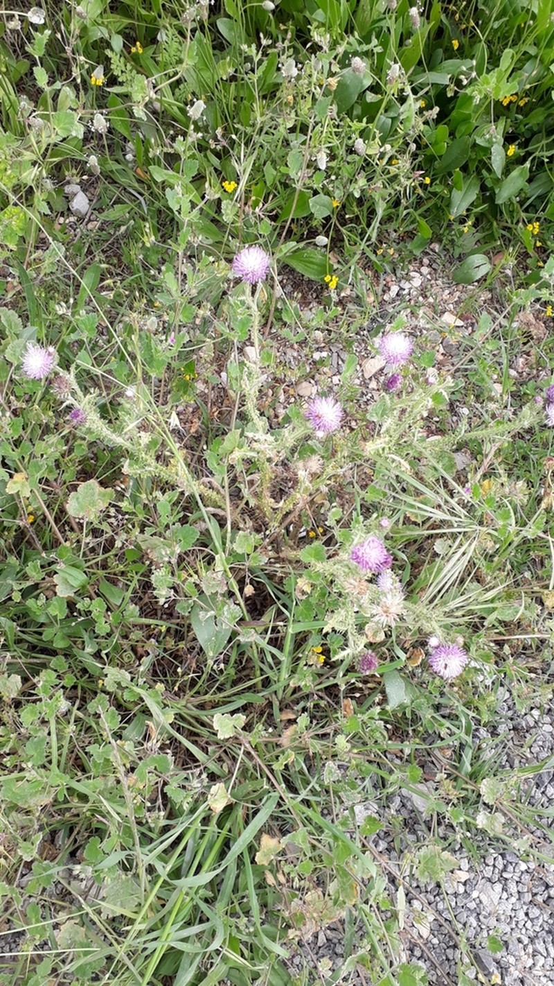 Carduus spachianus photo 5