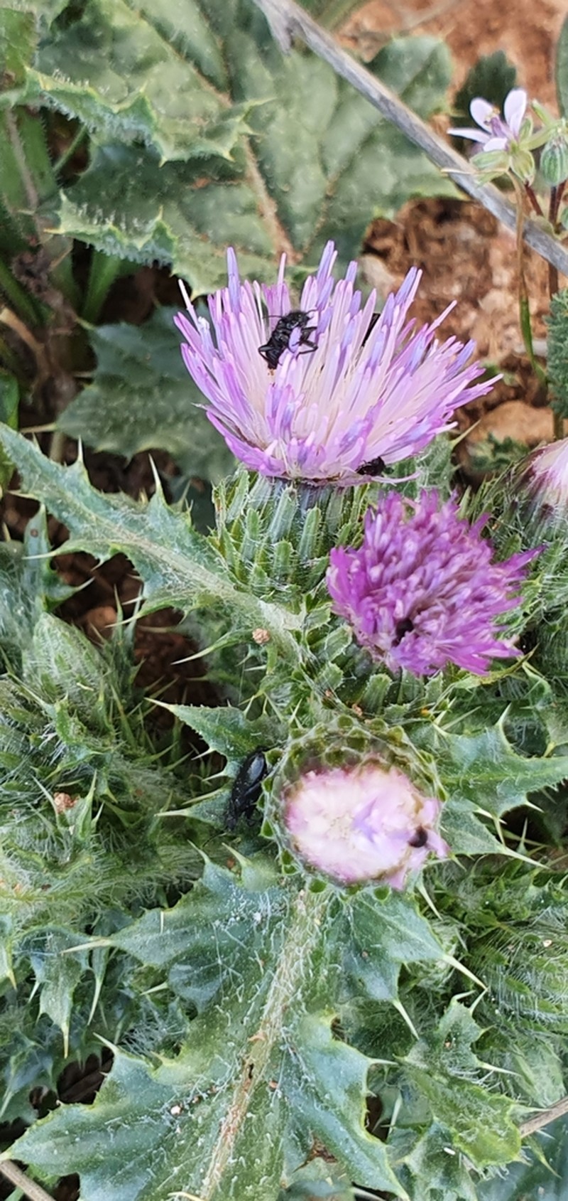 Carduus spachianus photo 8