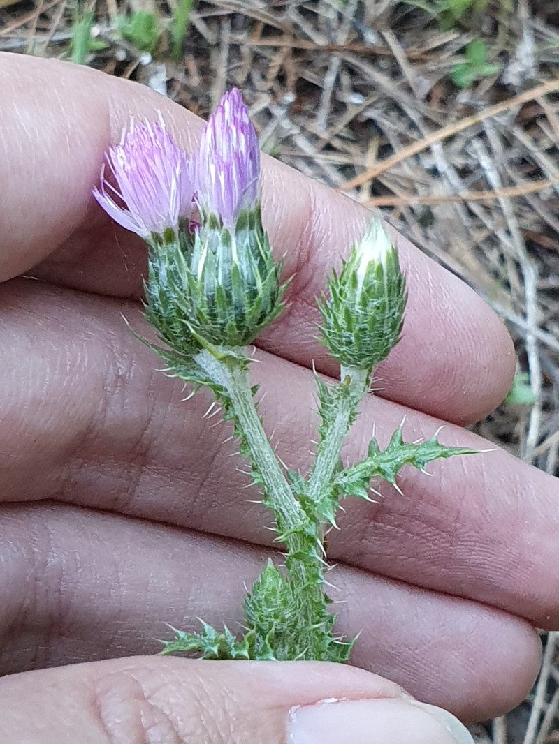 Carduus spachianus subsp. spachianus