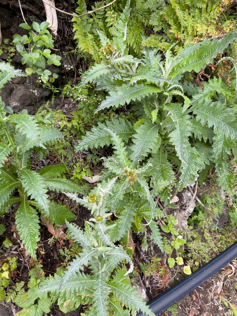 Carduus squarrosus
