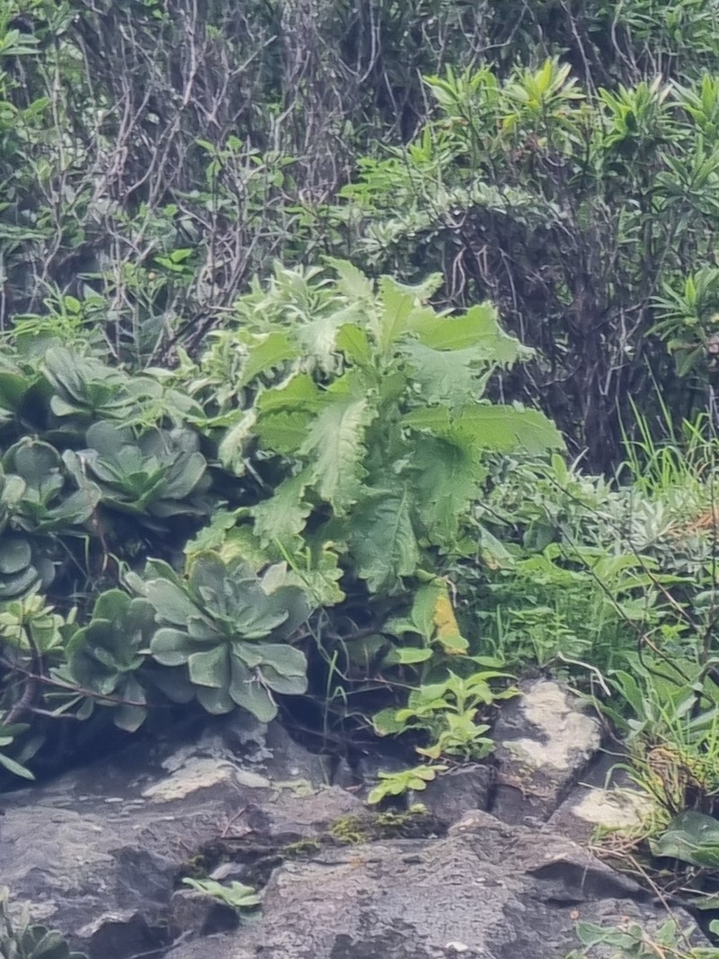 Carduus squarrosus photo 3