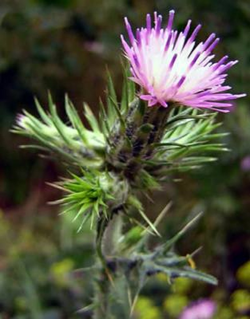 Winged Plumeless Thistle