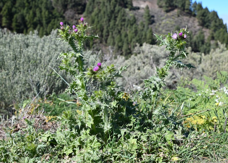 Winged Plumeless Thistle photo 2