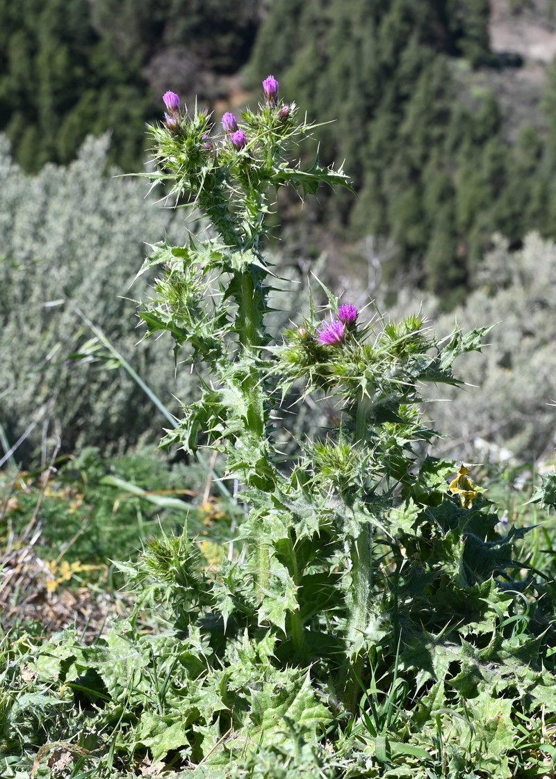 Winged Plumeless Thistle photo 3