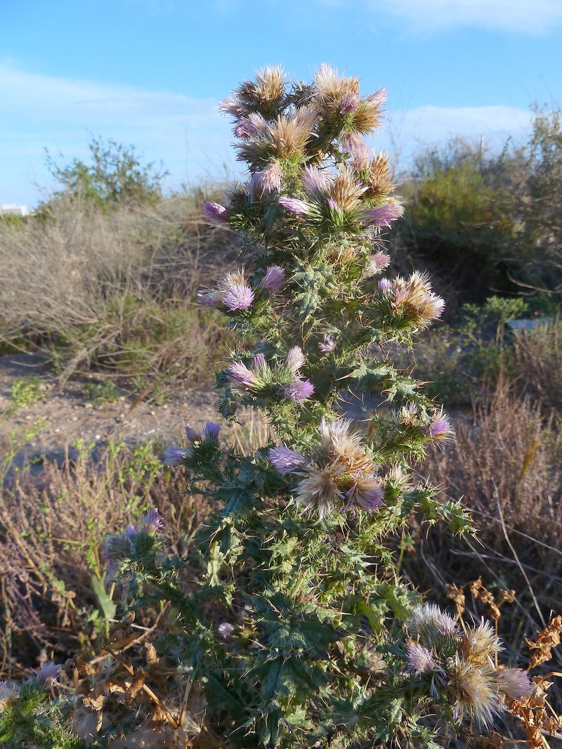 Winged Plumeless Thistle photo 4