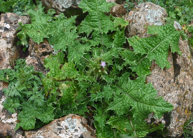 Winged Plumeless Thistle photo 5