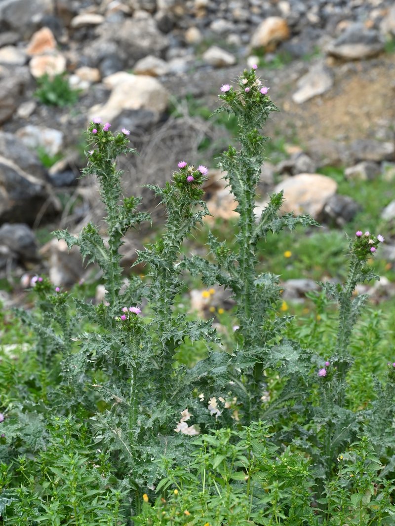 Winged Plumeless Thistle photo 6