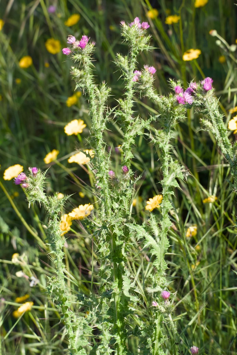 Winged Plumeless Thistle photo 7