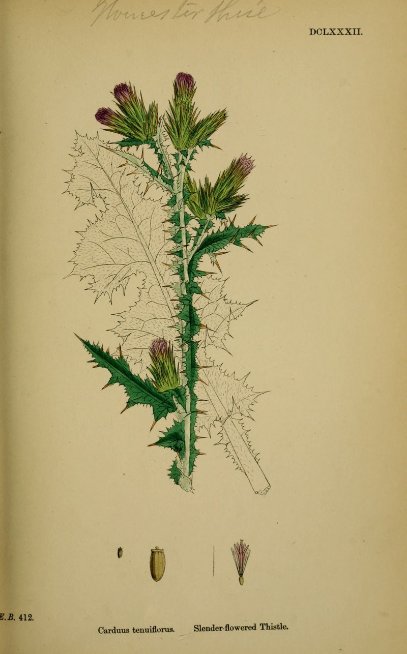 Winged Plumeless Thistle photo 8