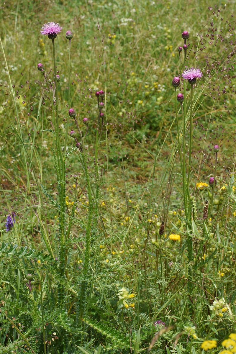Carduus thracicus photo 2