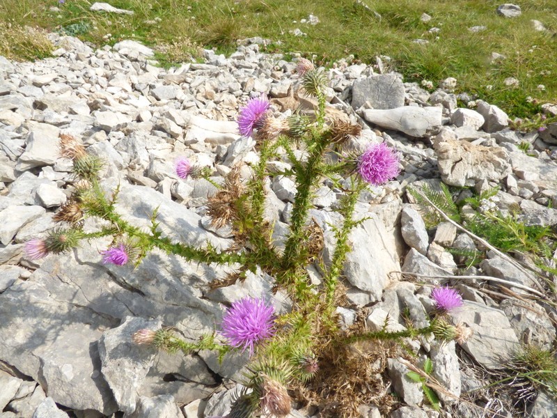 Carduus tmoleus