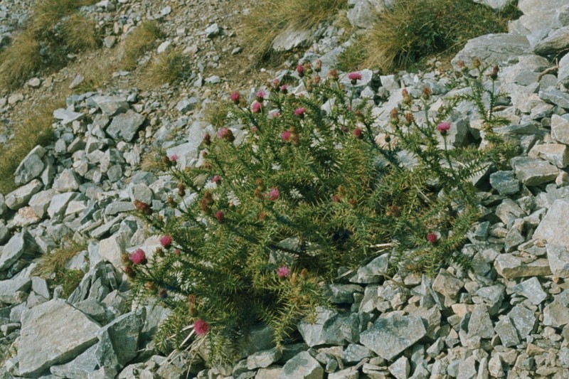 Carduus tmoleus photo 2