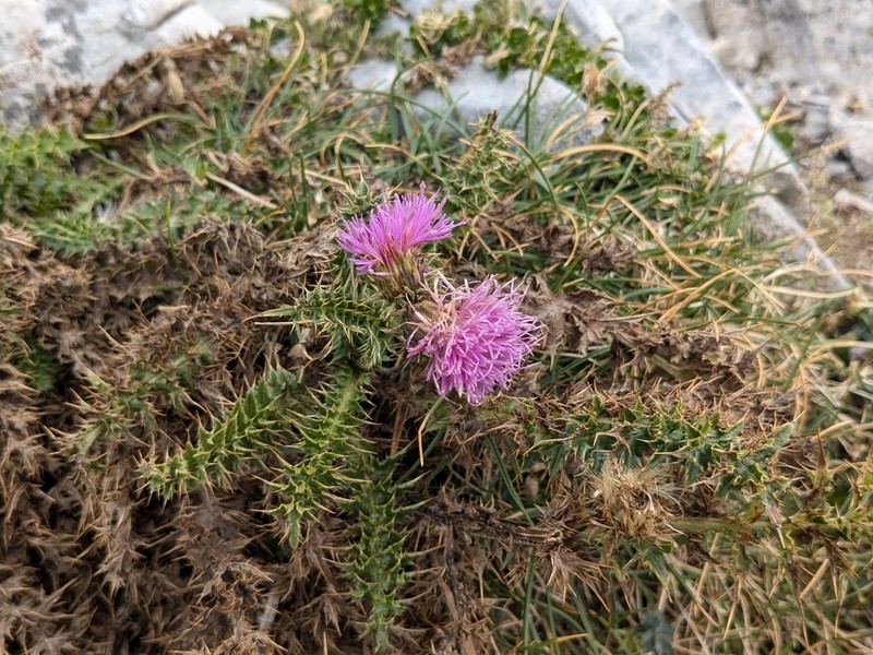 Carduus tmoleus photo 3