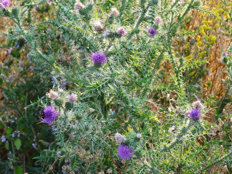Carduus tmoleus photo 5