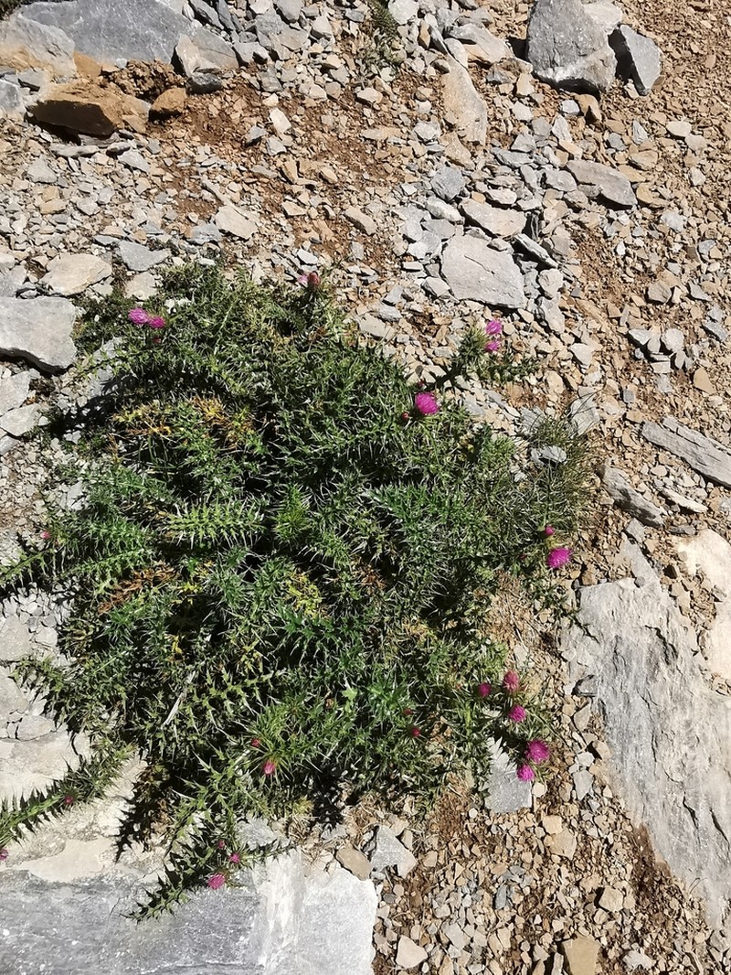 Carduus tmoleus photo 6