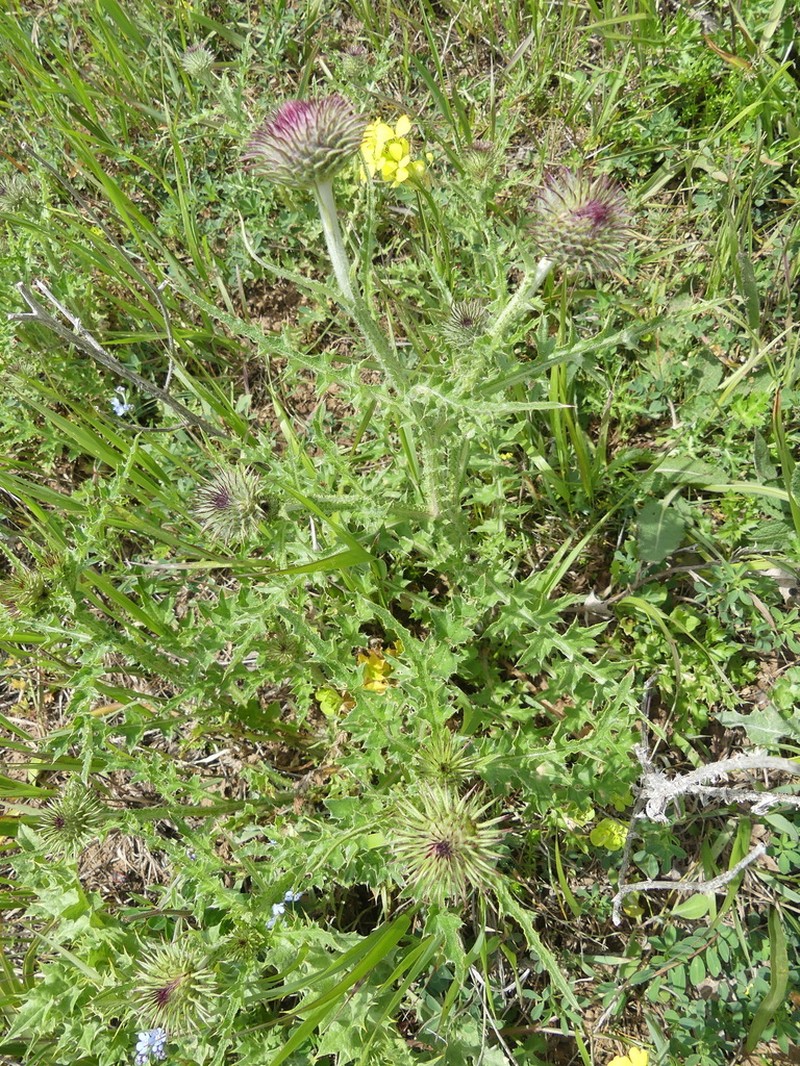 Carduus transcaspicus photo 3