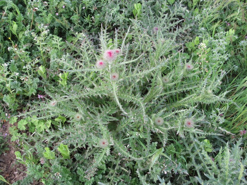 Carduus uncinatus