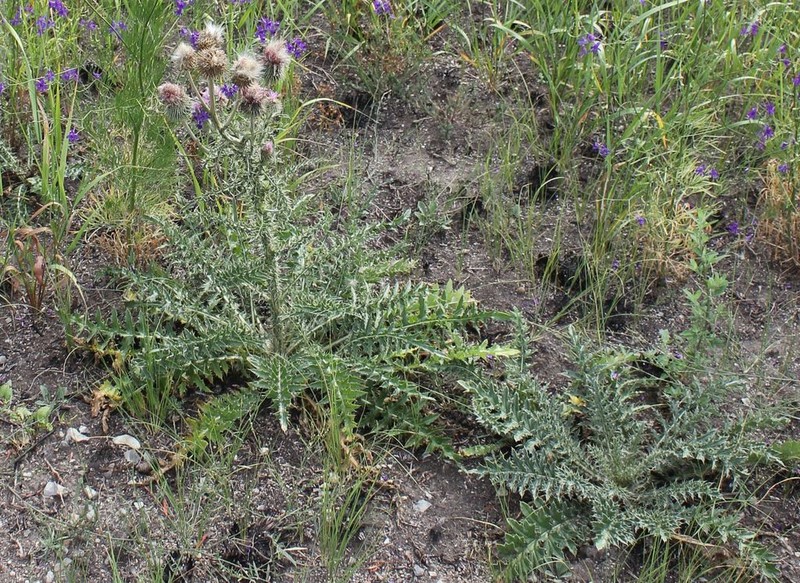 Carduus uncinatus photo 2