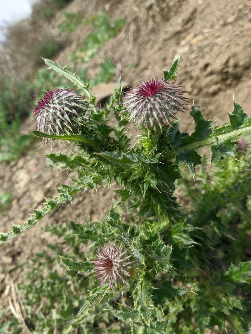 Carduus uncinatus photo 3