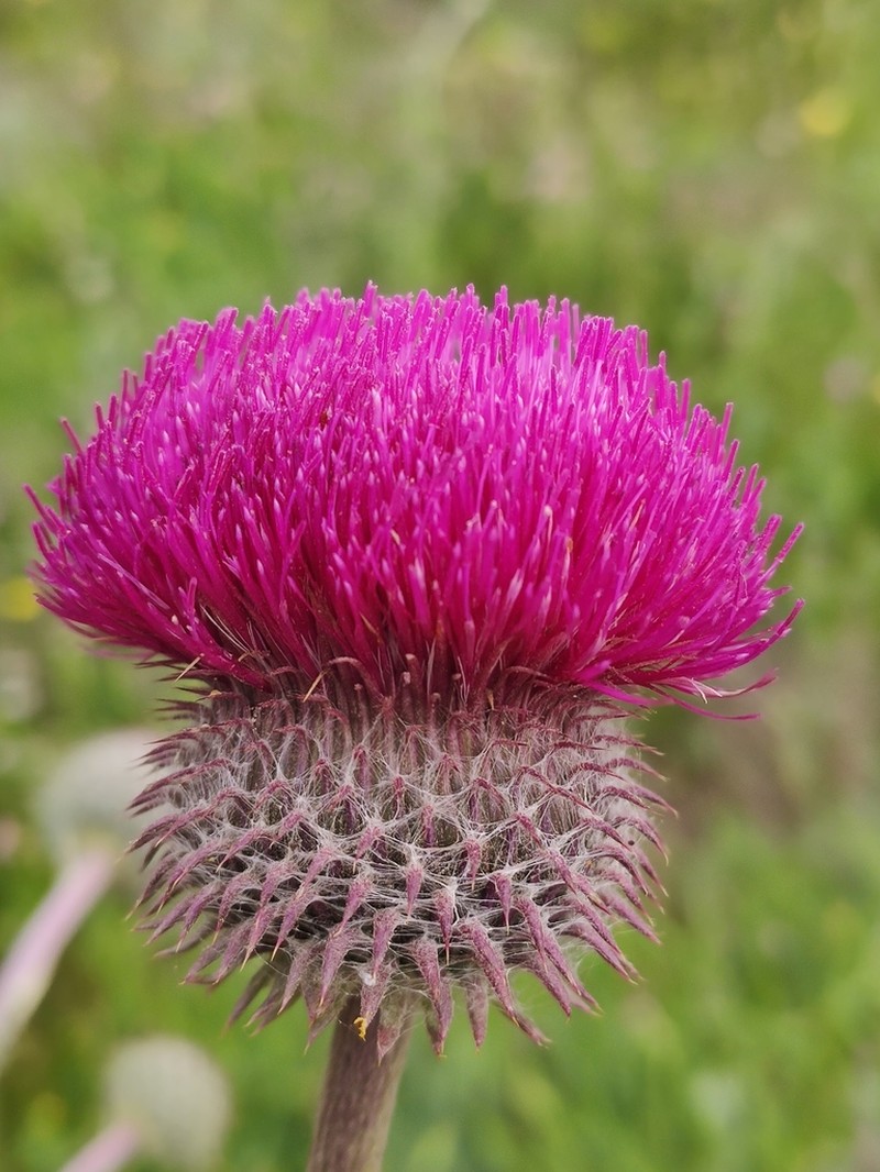 Carduus uncinatus photo 4
