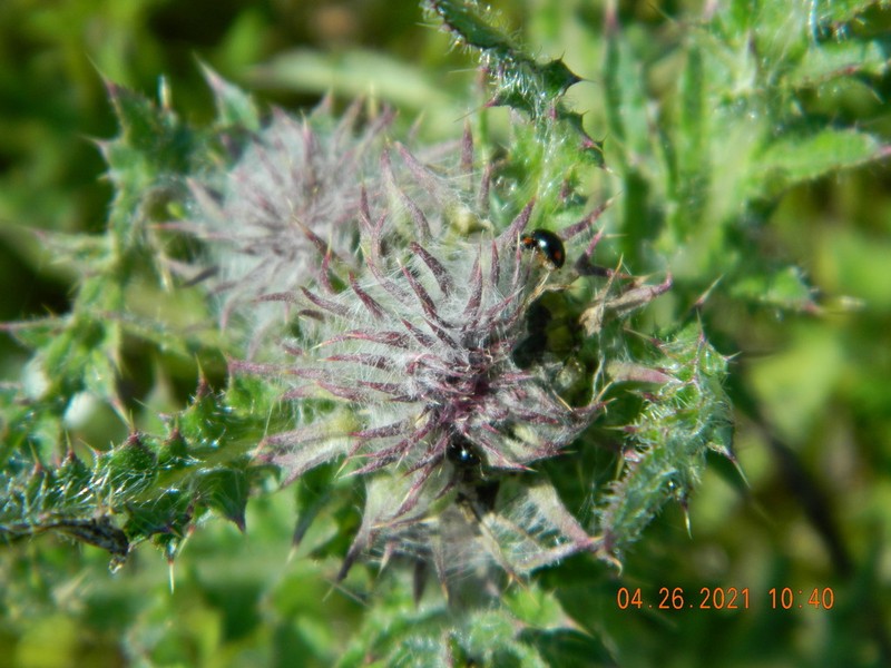 Carduus uncinatus photo 5