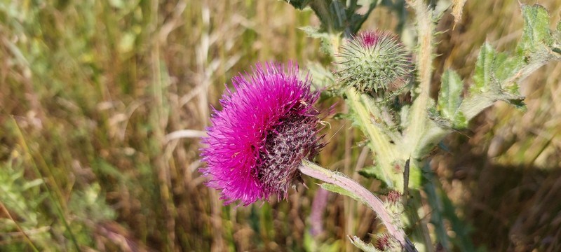 Carduus uncinatus subsp. davisii
