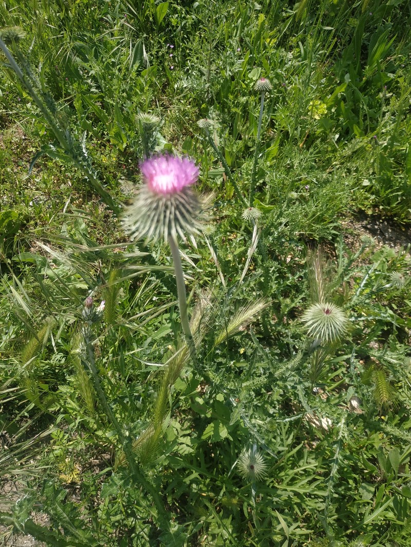 Carduus uncinatus subsp. davisii photo 2