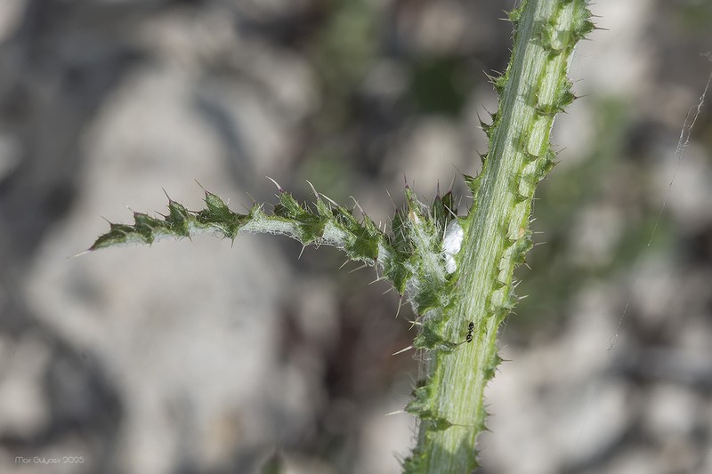 Carduus uncinatus subsp. davisii photo 3