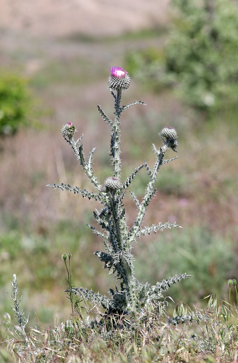 Carduus uncinatus subsp. davisii photo 4