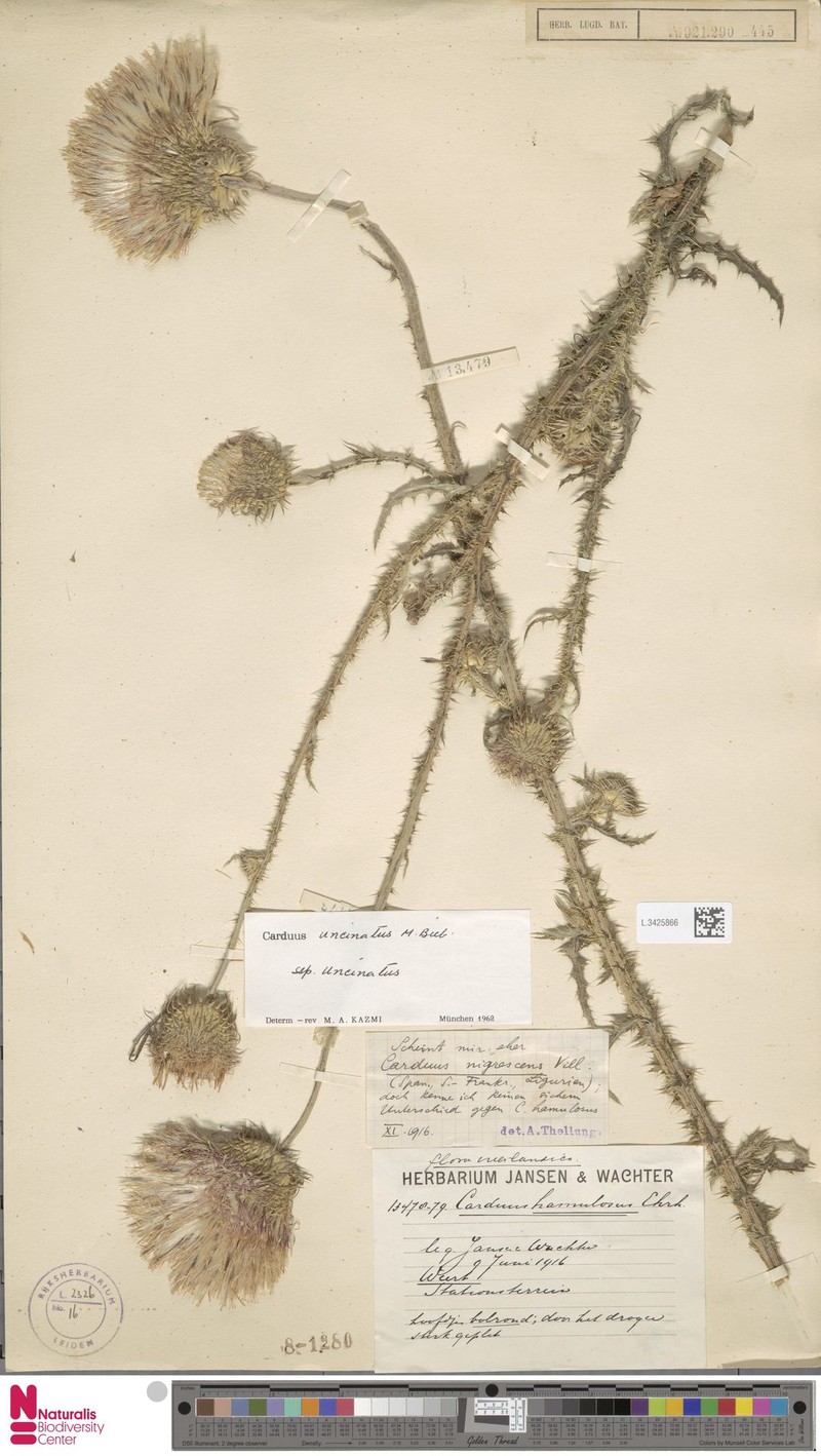 Carduus uncinatus subsp. uncinatus