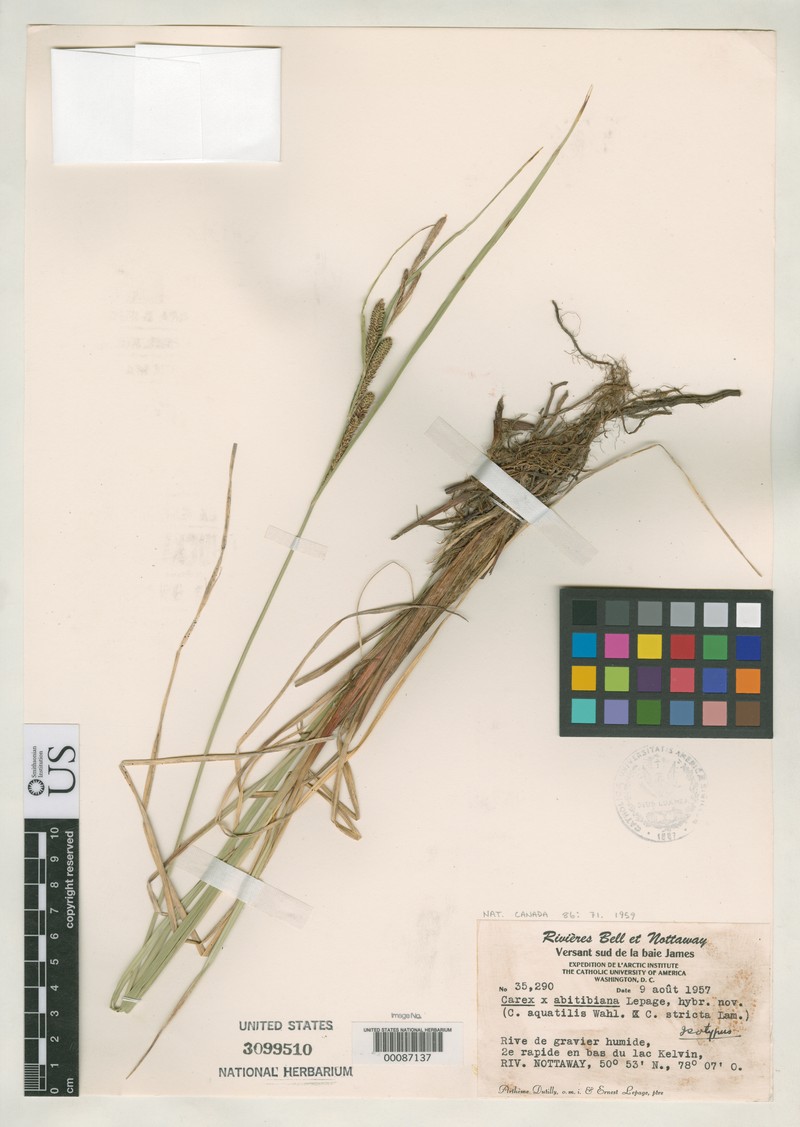 Sedge