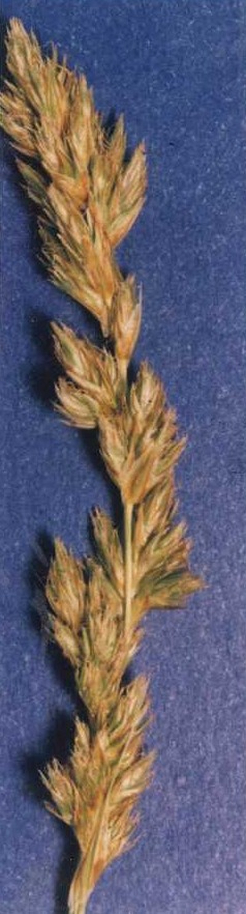 Grassleaf Sedge photo 2