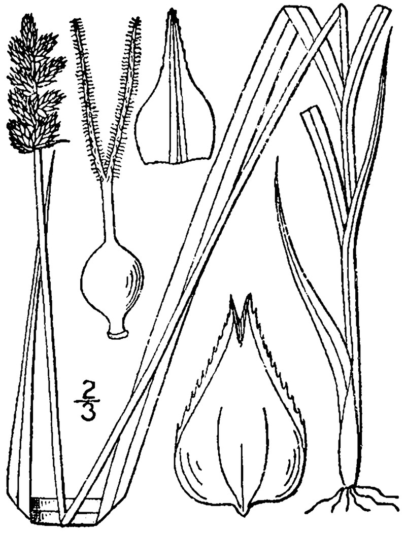 Foxtail Sedge photo 2