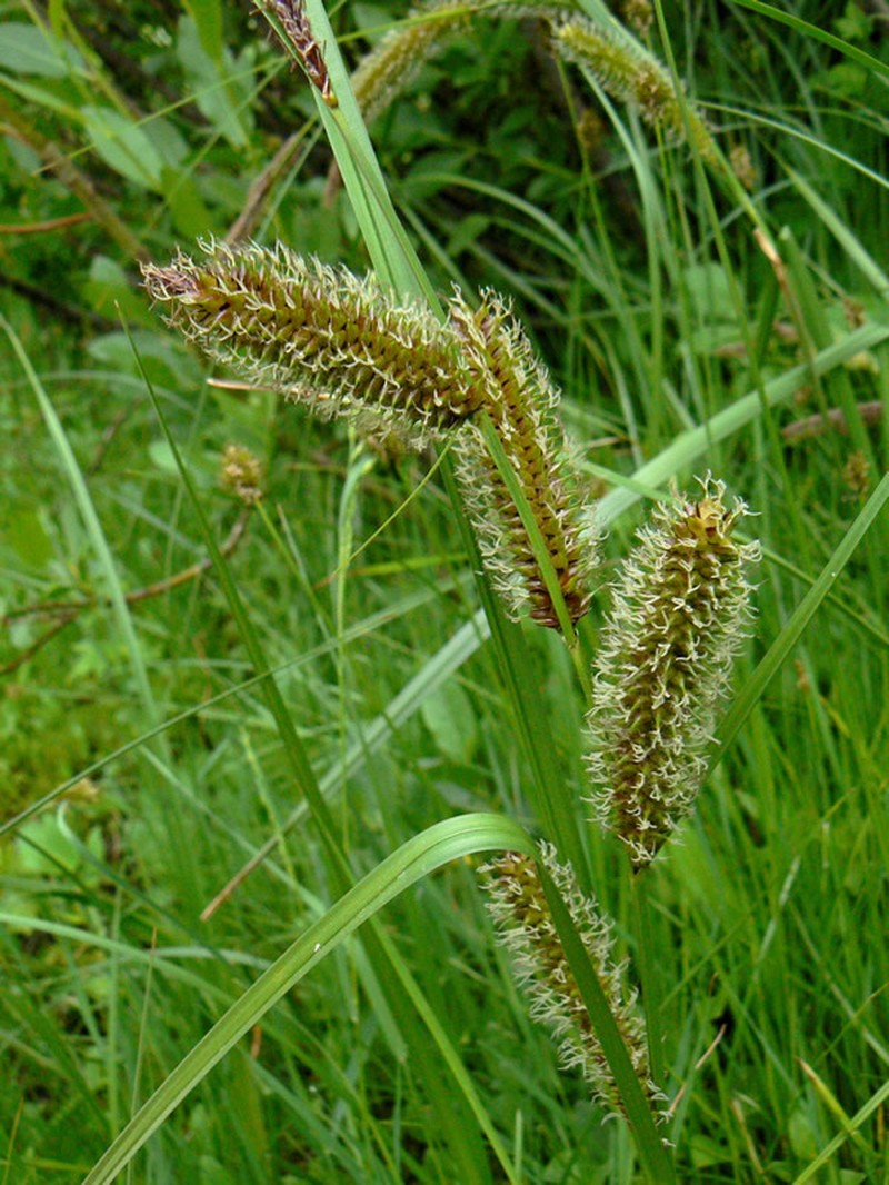 Water Sedge photo 2