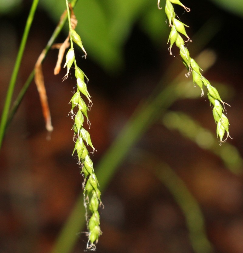 Drooping Woodland Sedge photo 2