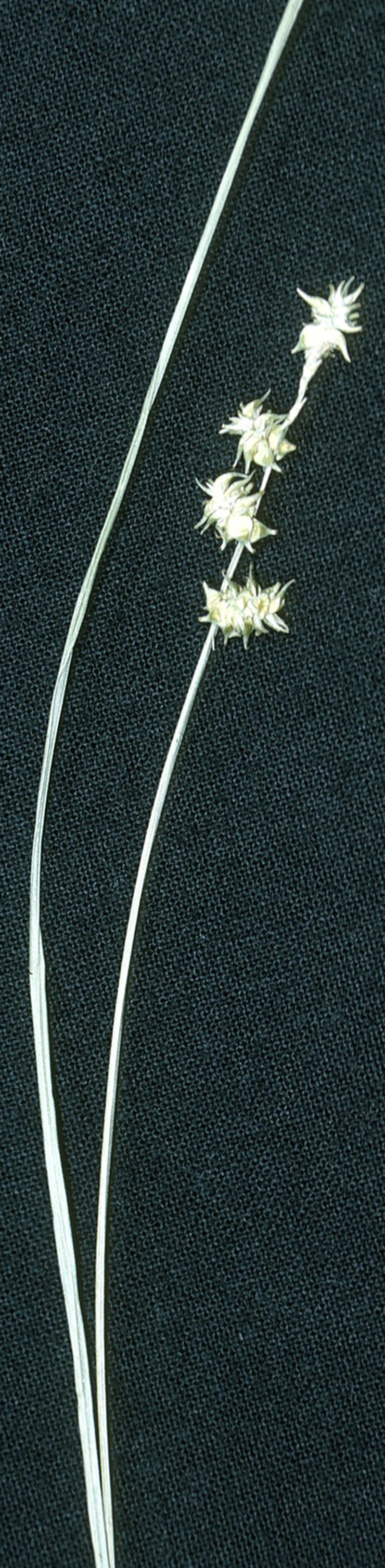 Prickly Bog Sedge photo 2