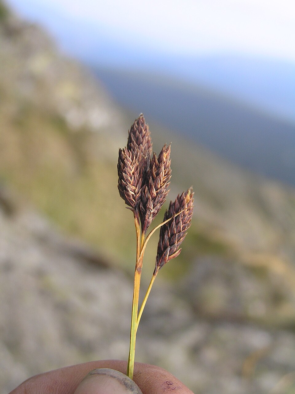 Sedge photo 2