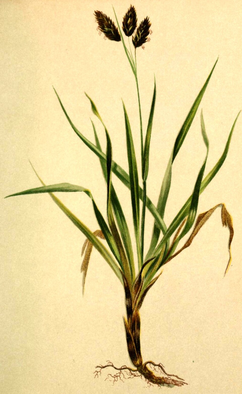 Sedge photo 3