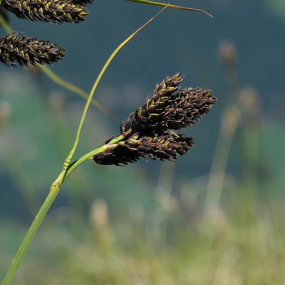 Sedge photo 4