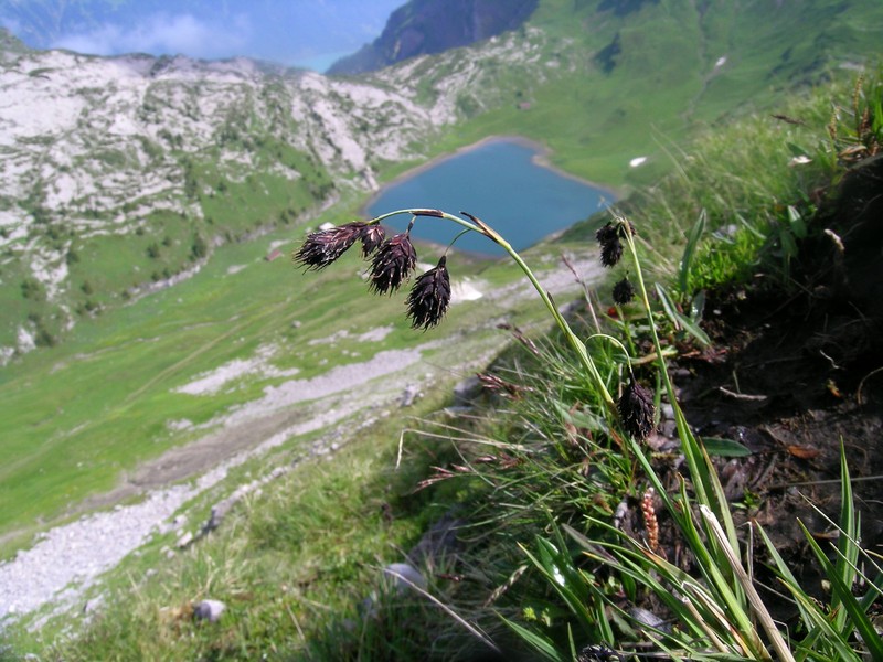 Darkbrown Sedge photo 2