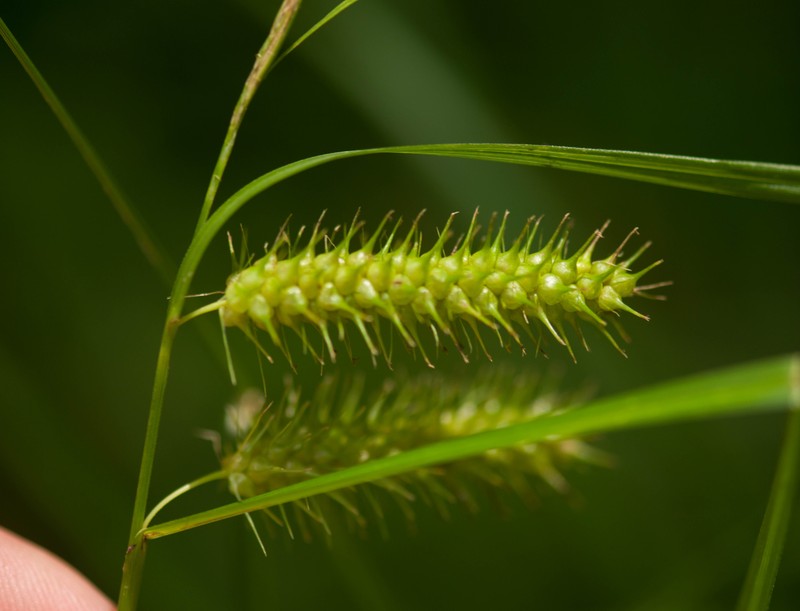 Bailey's Sedge photo 2